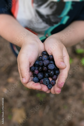 Child hands holding ripe blueberries