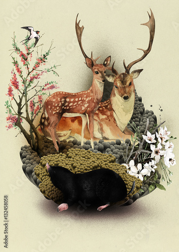 Deer and mole
