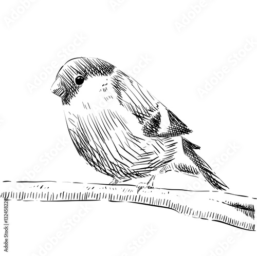sketch of a bullfinch sits on a branch