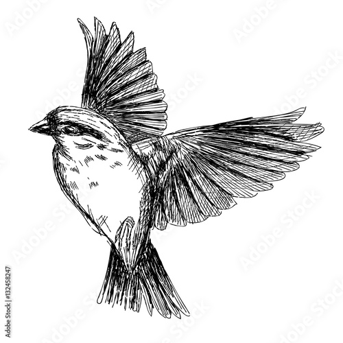 sketch tattoo realistic flying bird
