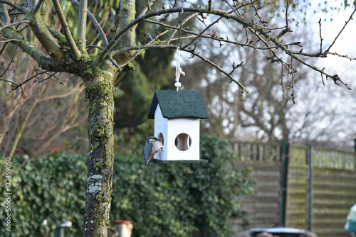 Kleiber am Futterhäuschen in Nordwestmecklenburg - Mecklenburg-Vorpommern