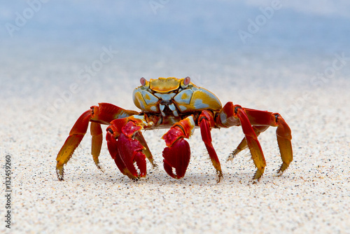 Canvas Print Colorful Sally Lightfoot Crab