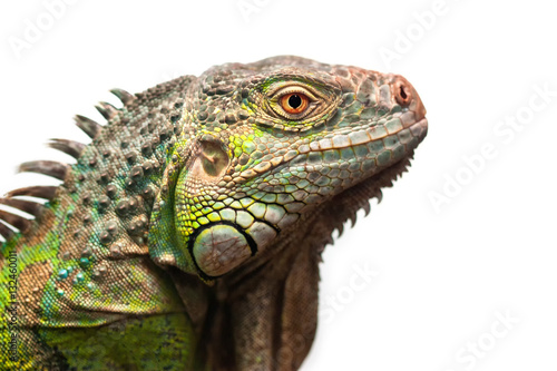 Green iguana isolated on white photo