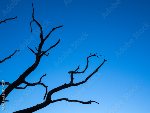 Silhouetted twisted dead tree against blue sky