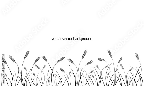 Wheat field line border isolated on white.