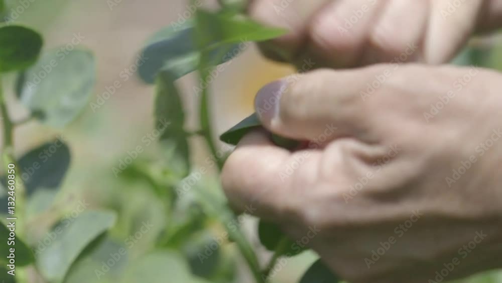 Capers 3
Shooting the process of capers Capers 3
Shooting the process of capers