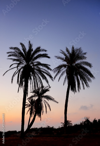 Palm trees and the Mediterranean Sea  Park of Ashkelon in Israel