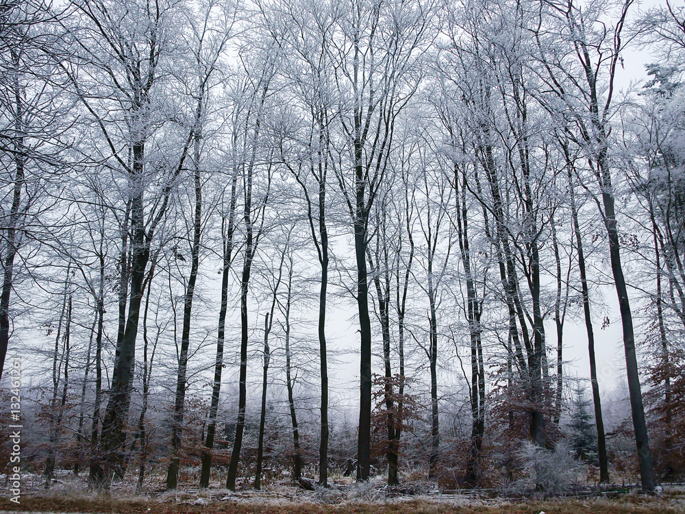 Background of icy trees in germany Background of icy trees in germany