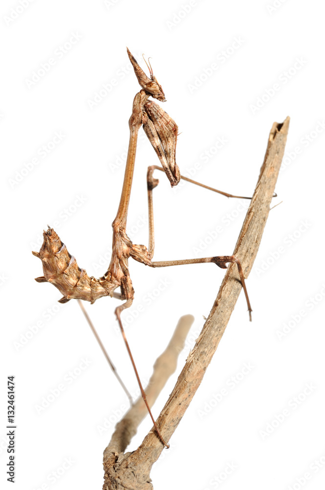Closeup of the nature of Israel - small mantis on a branch, isolated