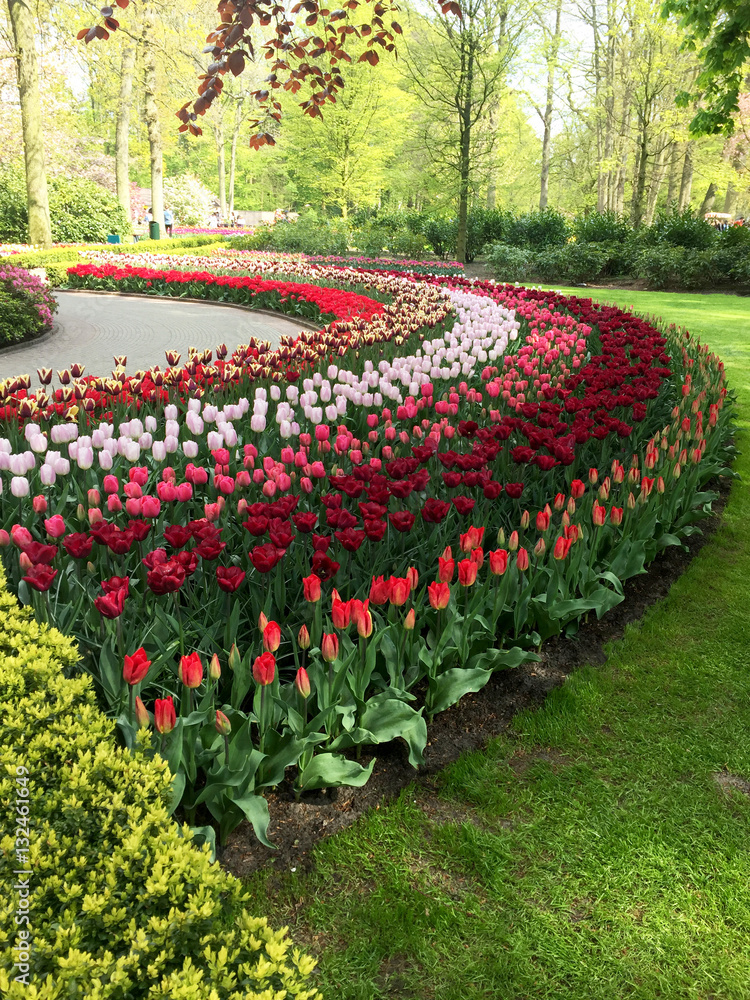 Holland pink and red tulips at Keukenhof. Amsterdam.