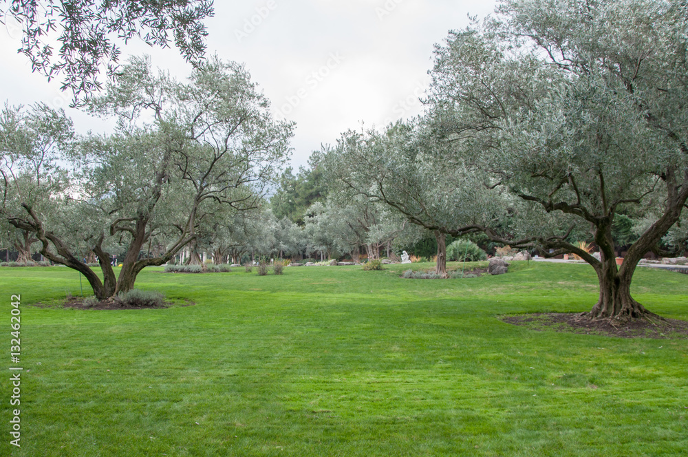 olive trees and lawn in an exotic park in high quality olive trees and lawn in an exotic park in high quality