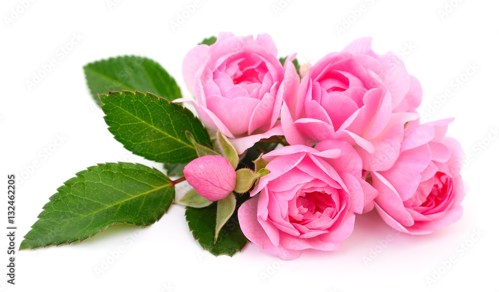 Fototapeta premium Beautiful pink roses.
