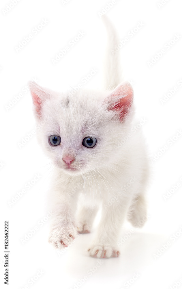 Obraz premium Kitten on white background.