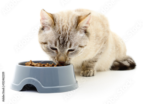 Canvas Print Cat eating dry food.