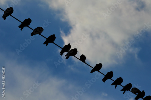 Silhouette of pigeons on wire