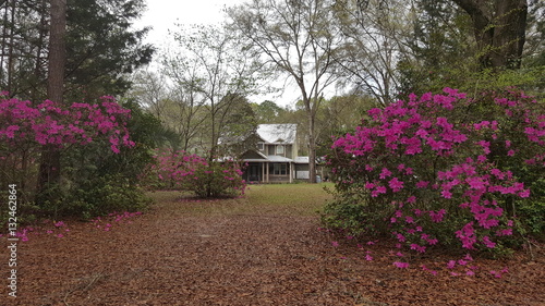 Azaleas in bloom © John