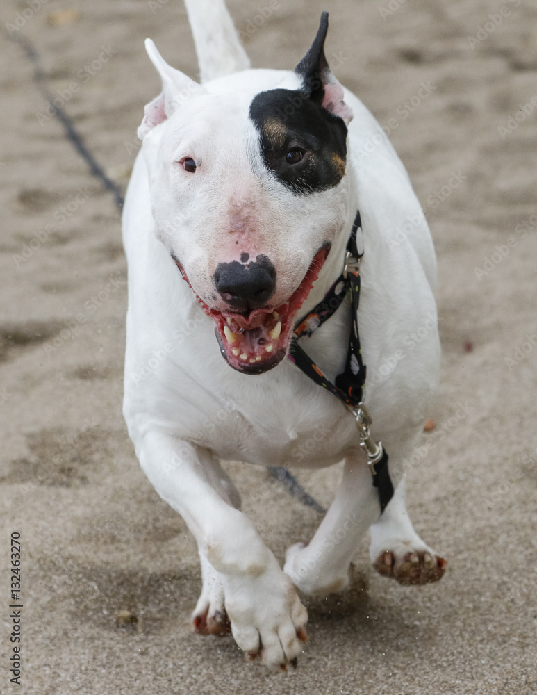 White bull terrier running in the sand