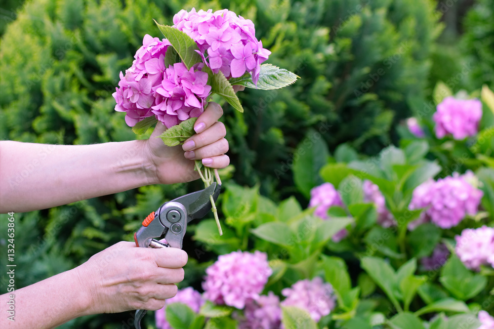Woman cut a bouquet of flowers hydrangeas with pruning scissors