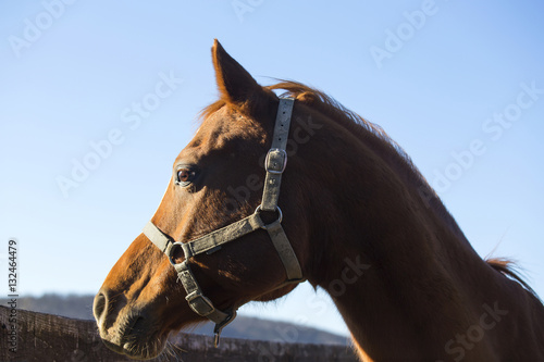 Side view head shot of a thoroughbred stallion