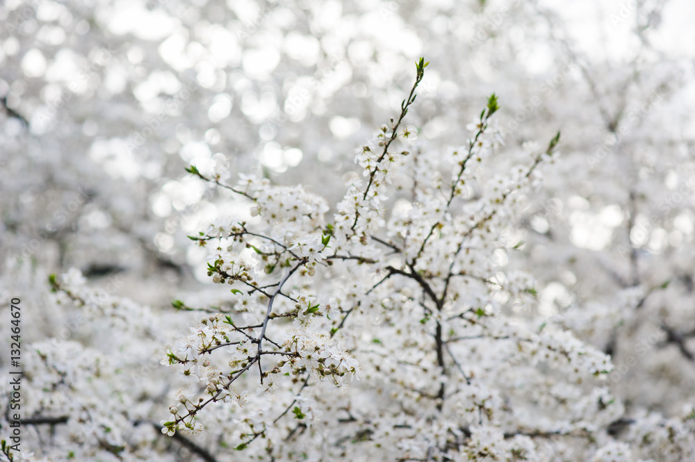 Spring blossoms Spring blossoms