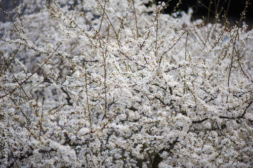 Spring blossoms