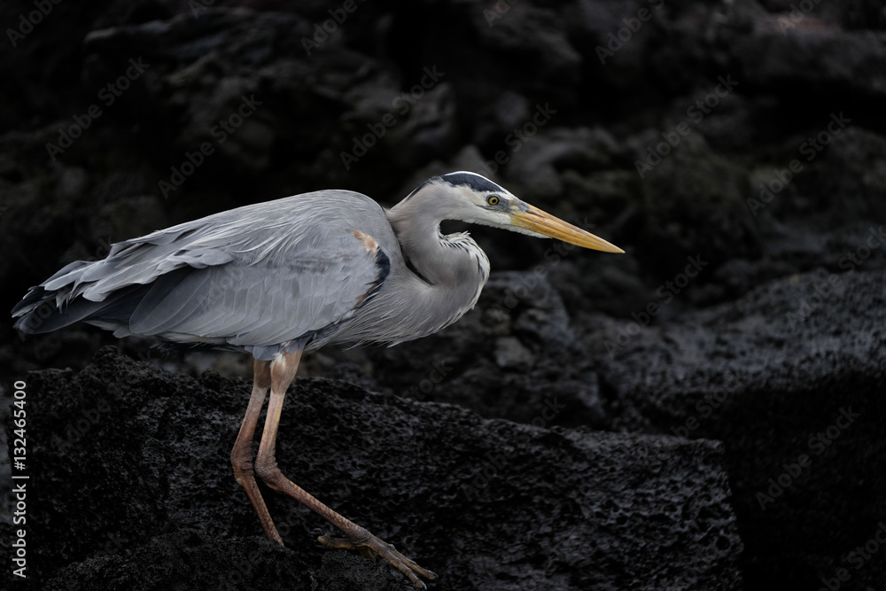 Fototapeta premium Heron