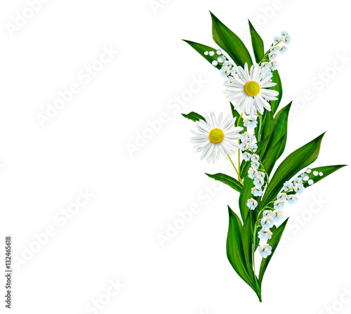 Fototapeta Naklejka Na Ścianę i Meble -  daisies summer flower isolated on white background.