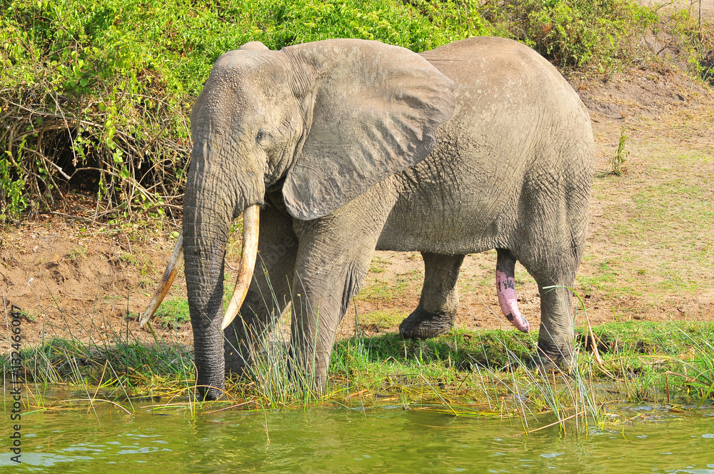 African elephant at the water place - obrazy, fototapety, plakaty 