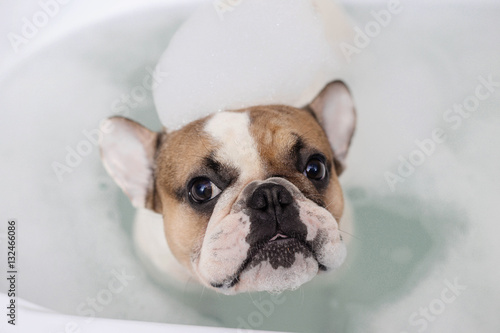 french bulldog takes a bath © kellermargo