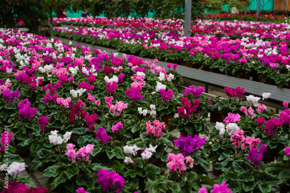 Flower plantation in greenhouse cultivation and sale of indoor flowers with cyclamen