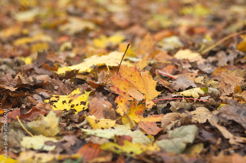 Blätter im Herbst 