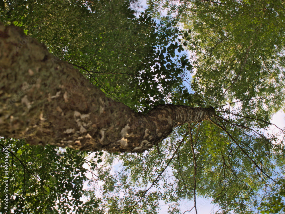 Fototapeta premium Baum von unten