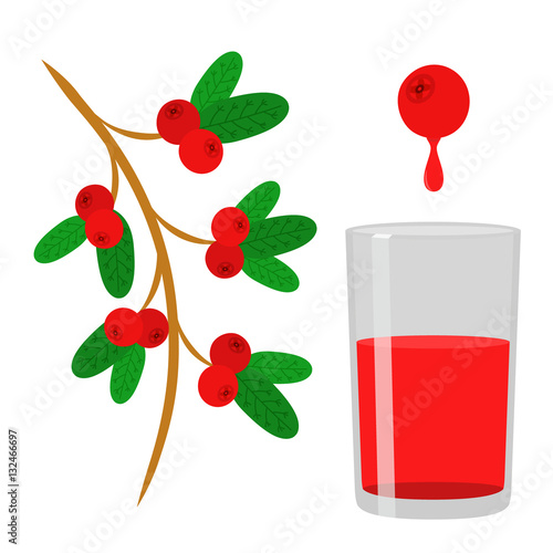 Berry juice, red cowberry, lingonberry, cranberry in flat vector