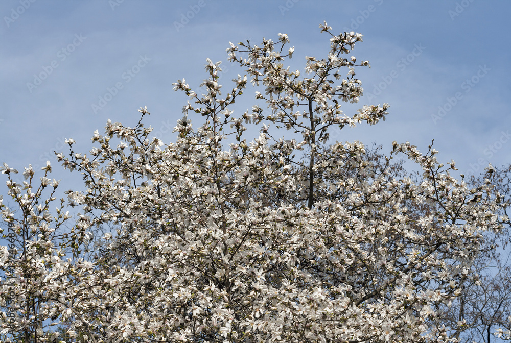 White spring magnolia tree branches with blooming flowers and buds White spring magnolia tree branches with blooming flowers and buds