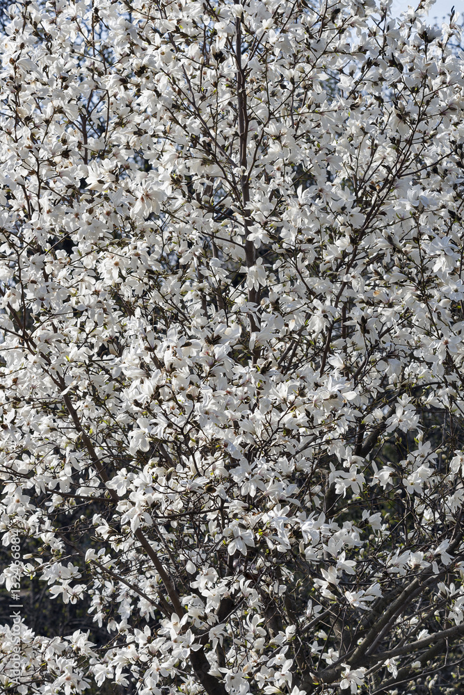 White spring magnolia tree branches with blooming flowers closeup White spring magnolia tree branches with blooming flowers closeup