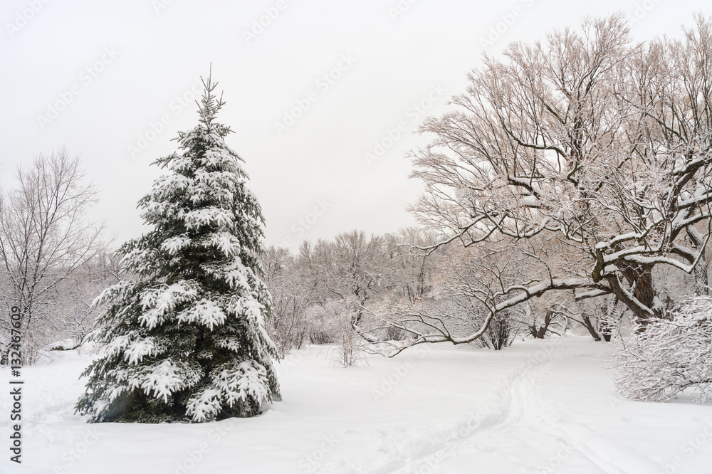Winter snowy landscape in Montreal, Quebec (Botanical Garden)