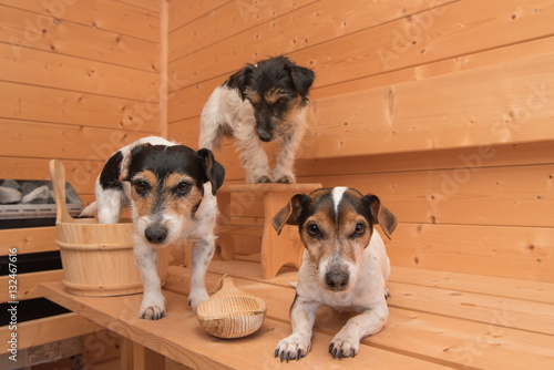 Dogs in the sauna - three jack russell terrier © Karoline Thalhofer