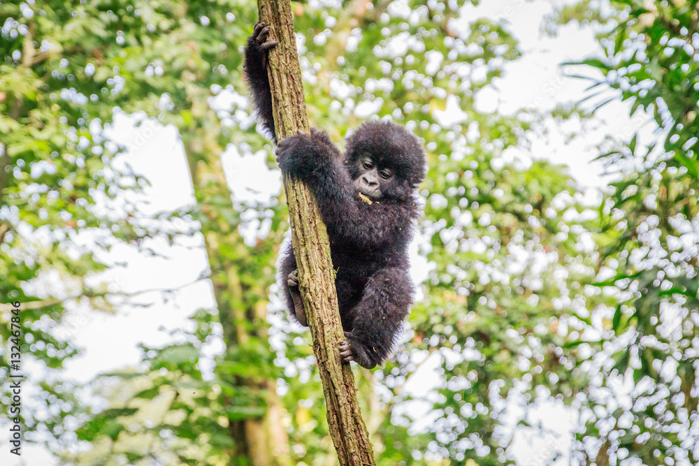 Fototapeta premium Baby Mountain gorilla playing in a tree.