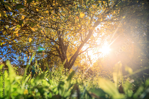 Sunlight in autumn garden