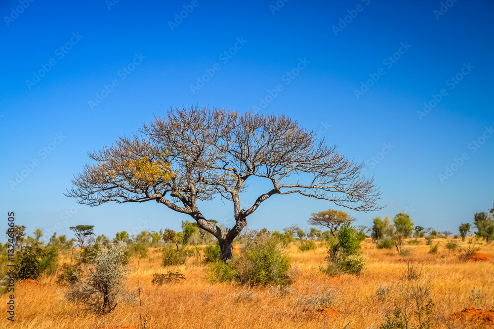 Tree in the grassland