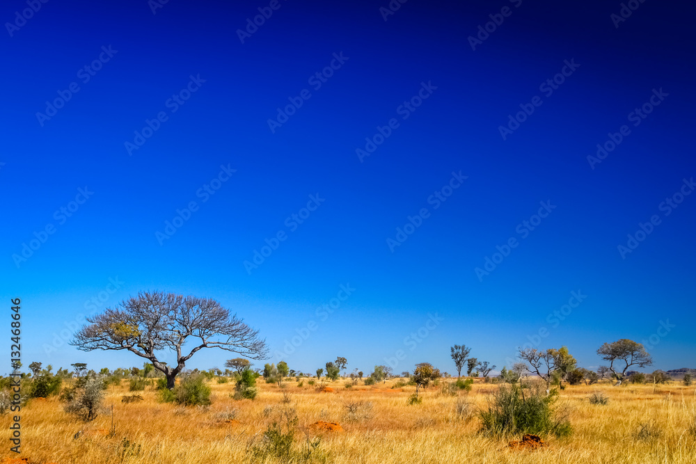 Tree in the grassland