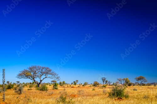 Tree in the grassland