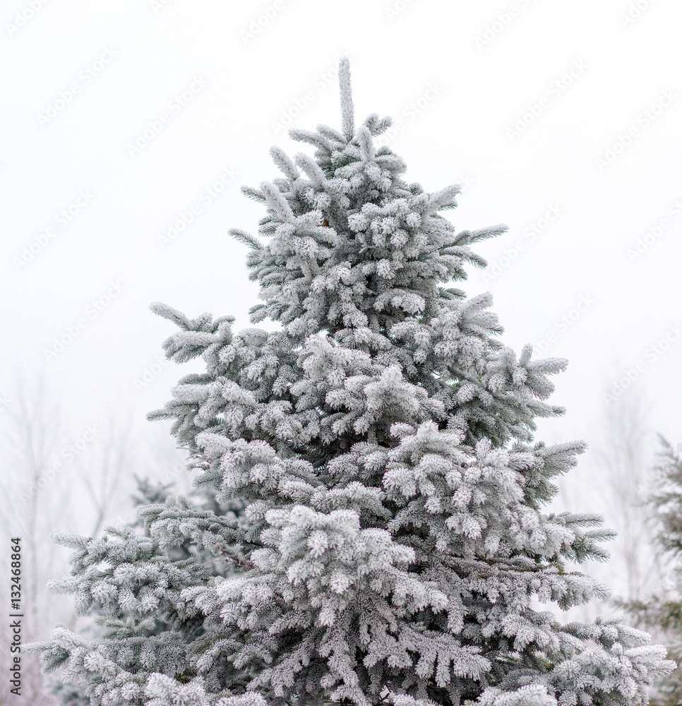 Christmas tree in the snow. Christmas tree in the snow.