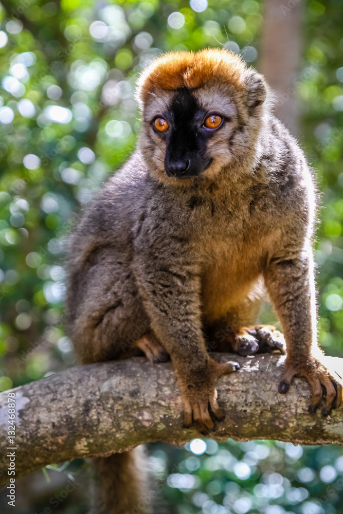 Obraz premium Brown lemur in the jungle