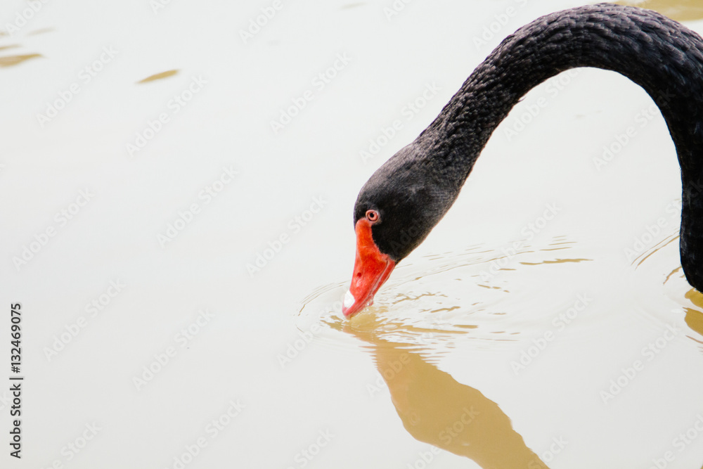 duck in the water
