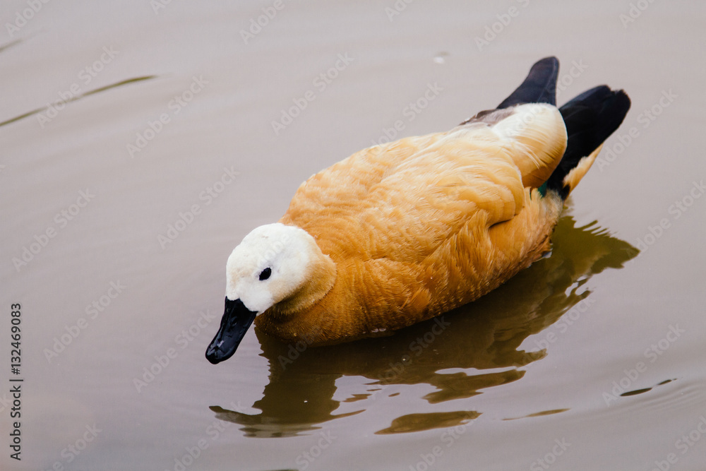 duck in the water