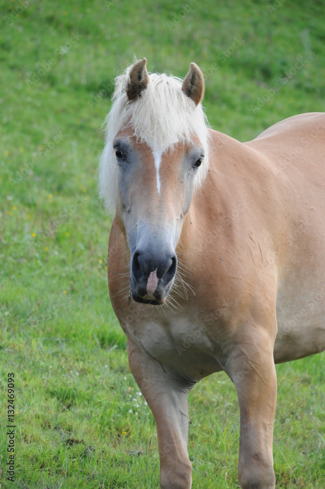 animali animali