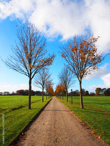 Trees lining road in the country in Denmark
