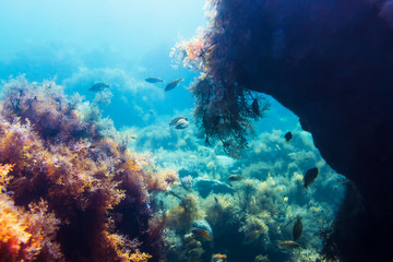 Fototapete Unterwasser Fische und Algen im Meeresgrund  © artifirsov