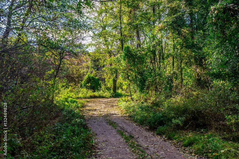Fototapeta premium Small curved road in early autumn forest, Bratislava, Slovakia